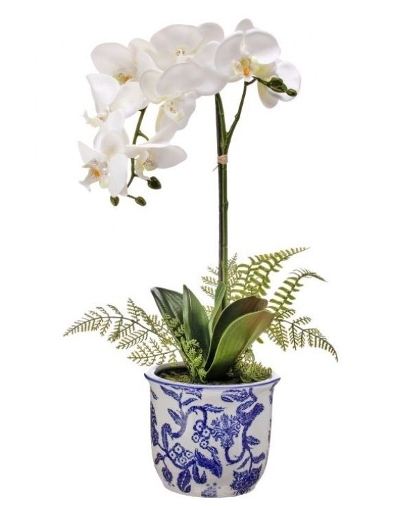 VG Phaleanopsis &amp; Fern Ceramic Pot