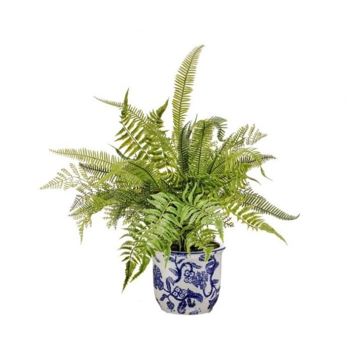 VG Mixed Fern in Ceramic Pot