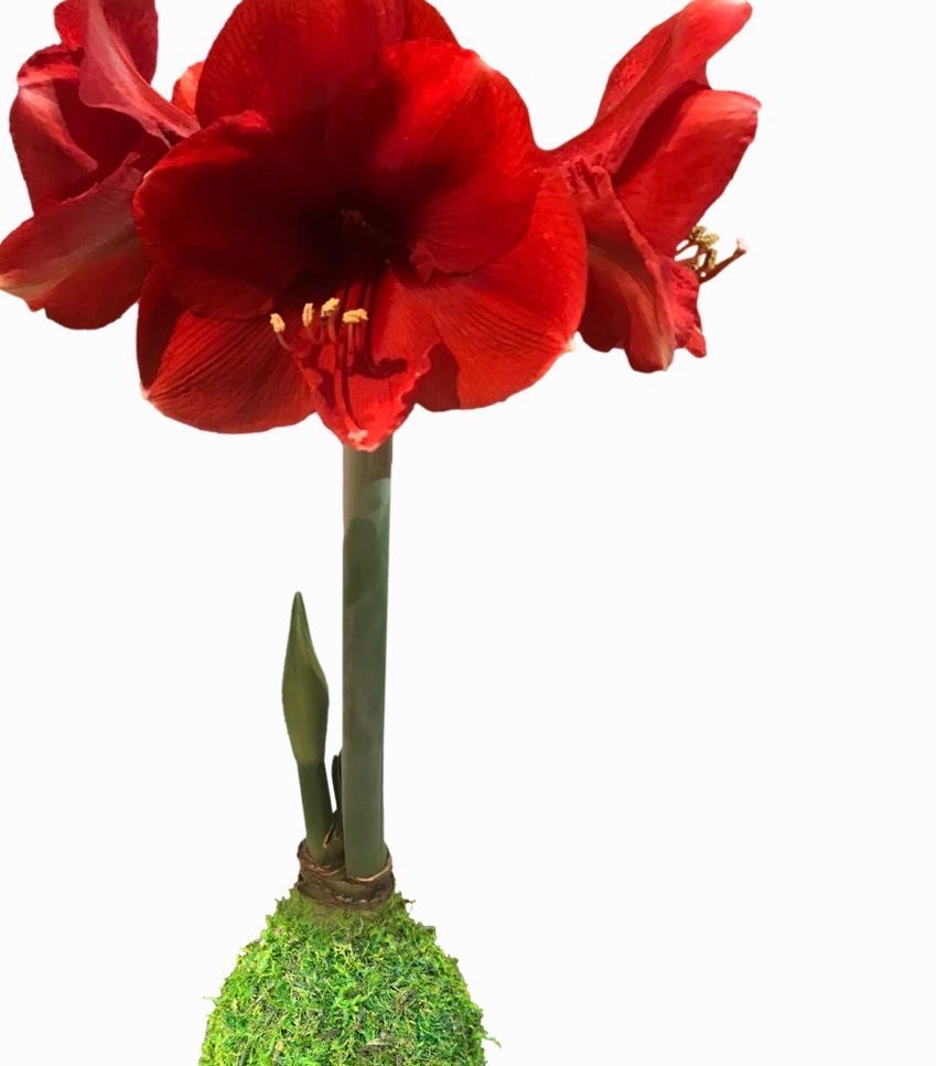 VG Moss Red Bulb Amaryllis
