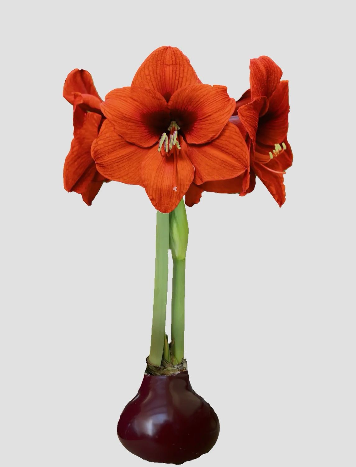 VG Burgundy Wax Amaryllis