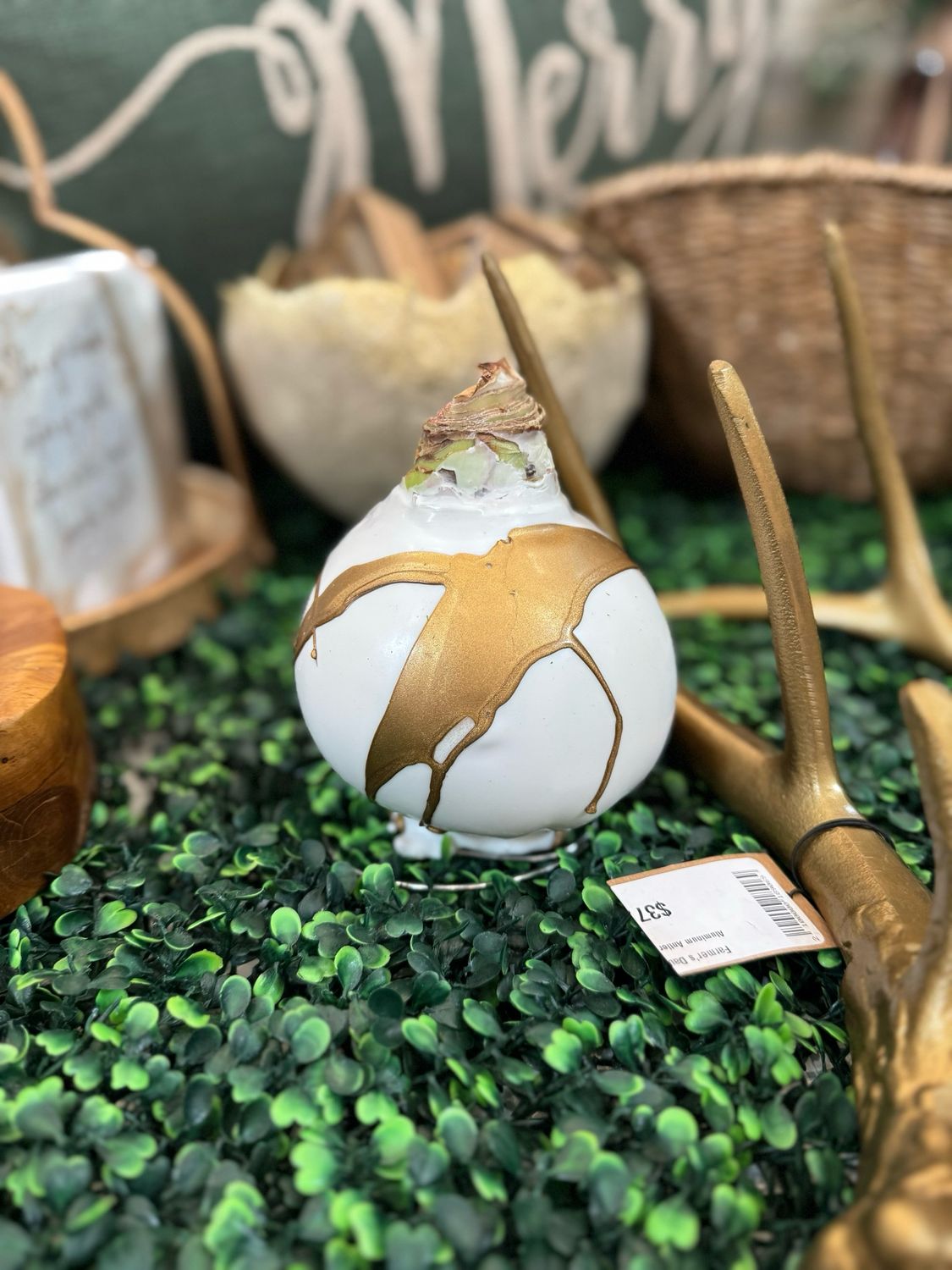 VG White with Gold Splatter Mystery Amaryllis