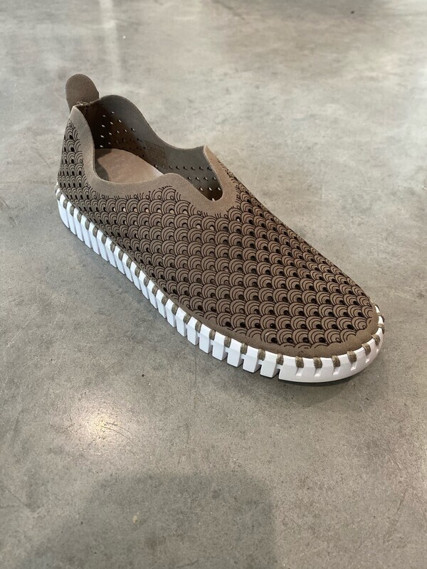 FD Original Tulip- Falcon