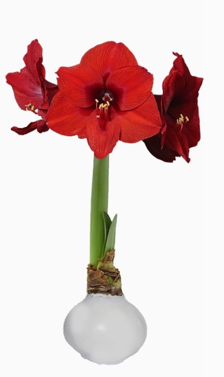 VG White Amaryllis Bulb-Red Flower