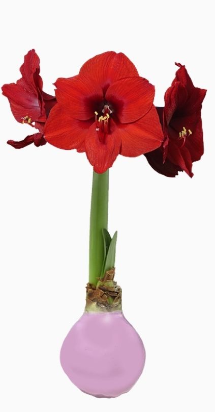 VG Lt Pink Amaryllis Bulb-Red Flower