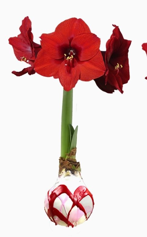 VG Pink &amp; Red Splatter Amaryllis-Red Bloom