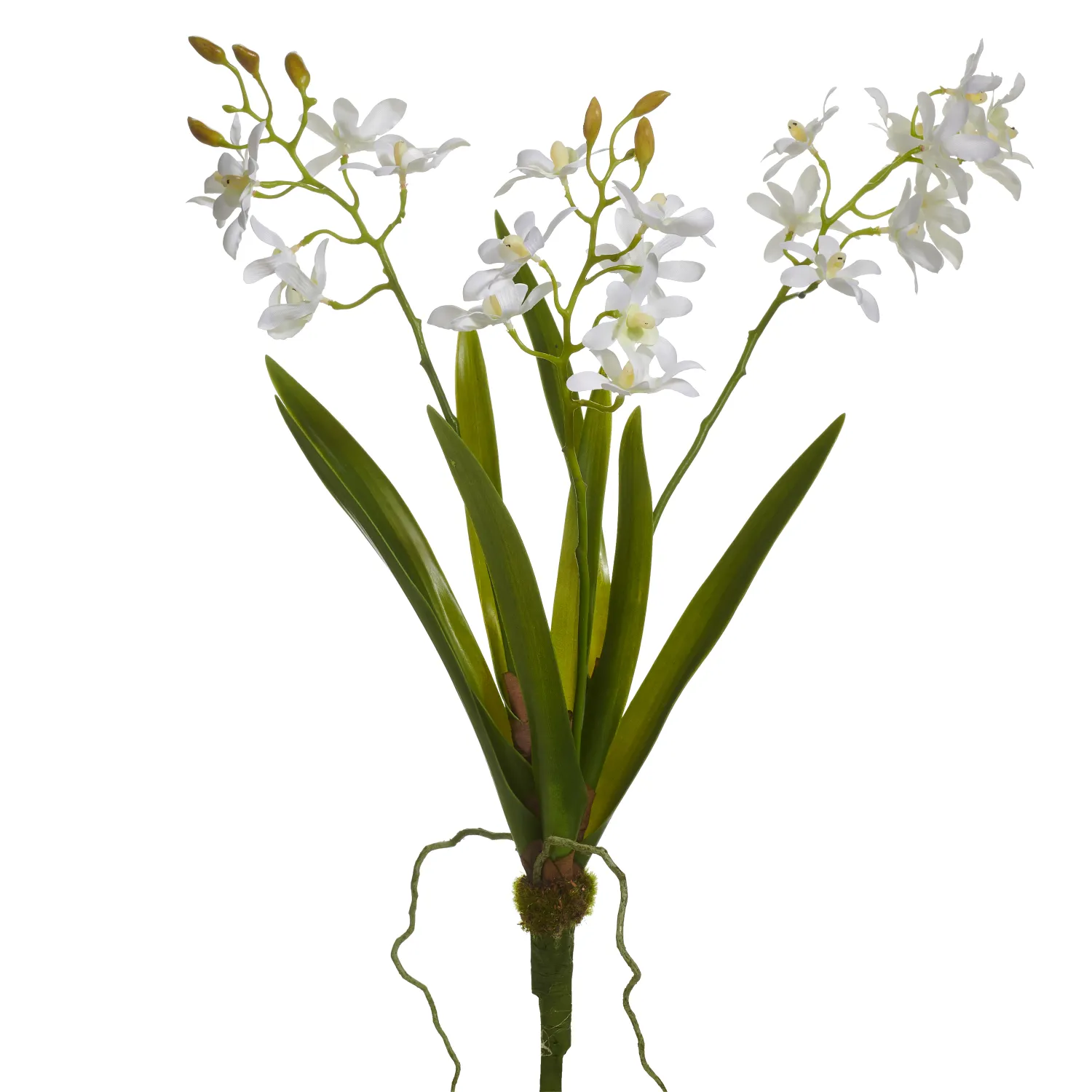 19" White Orchid Plant