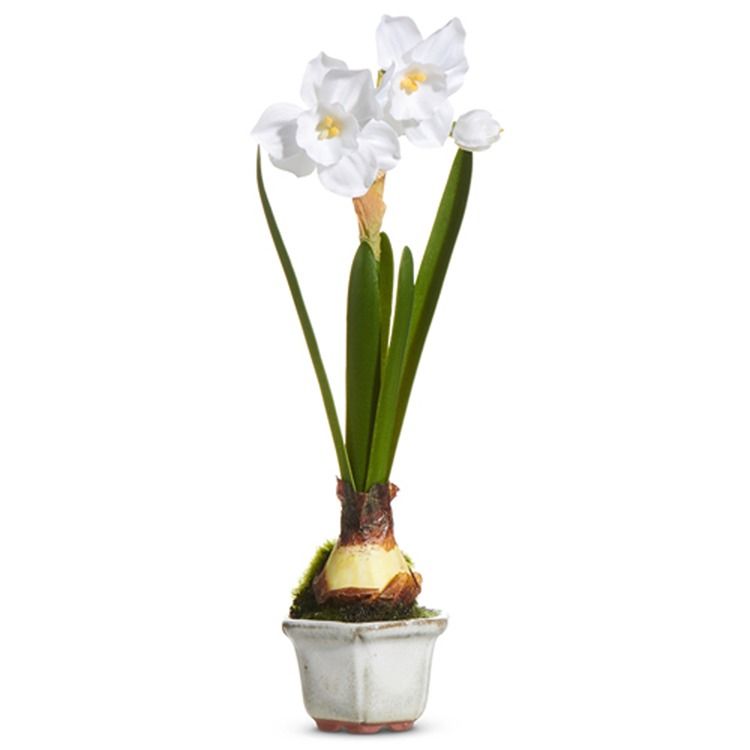 8.5" Single Narcissus in Cachepot