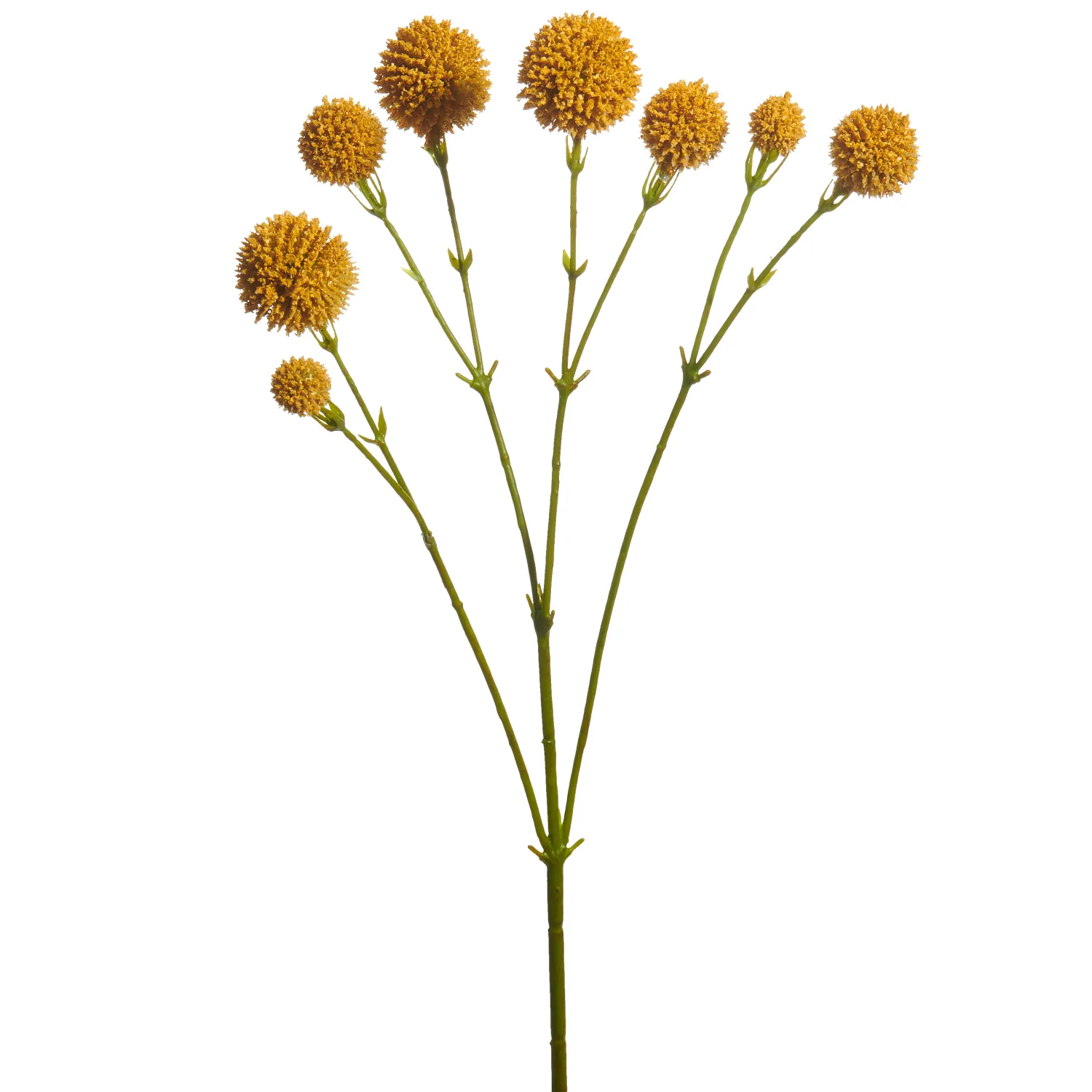 20" Billy Button Spray