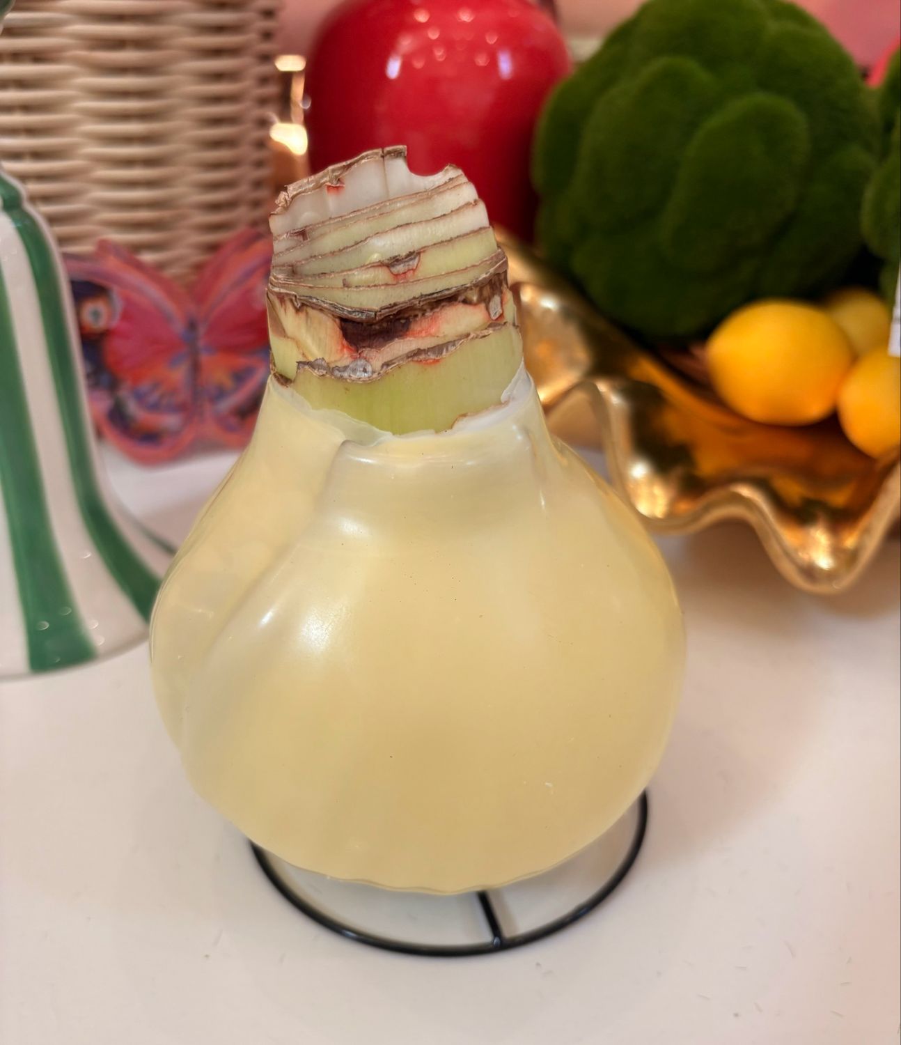 VG Yellow Pastel White Flower Amaryllis