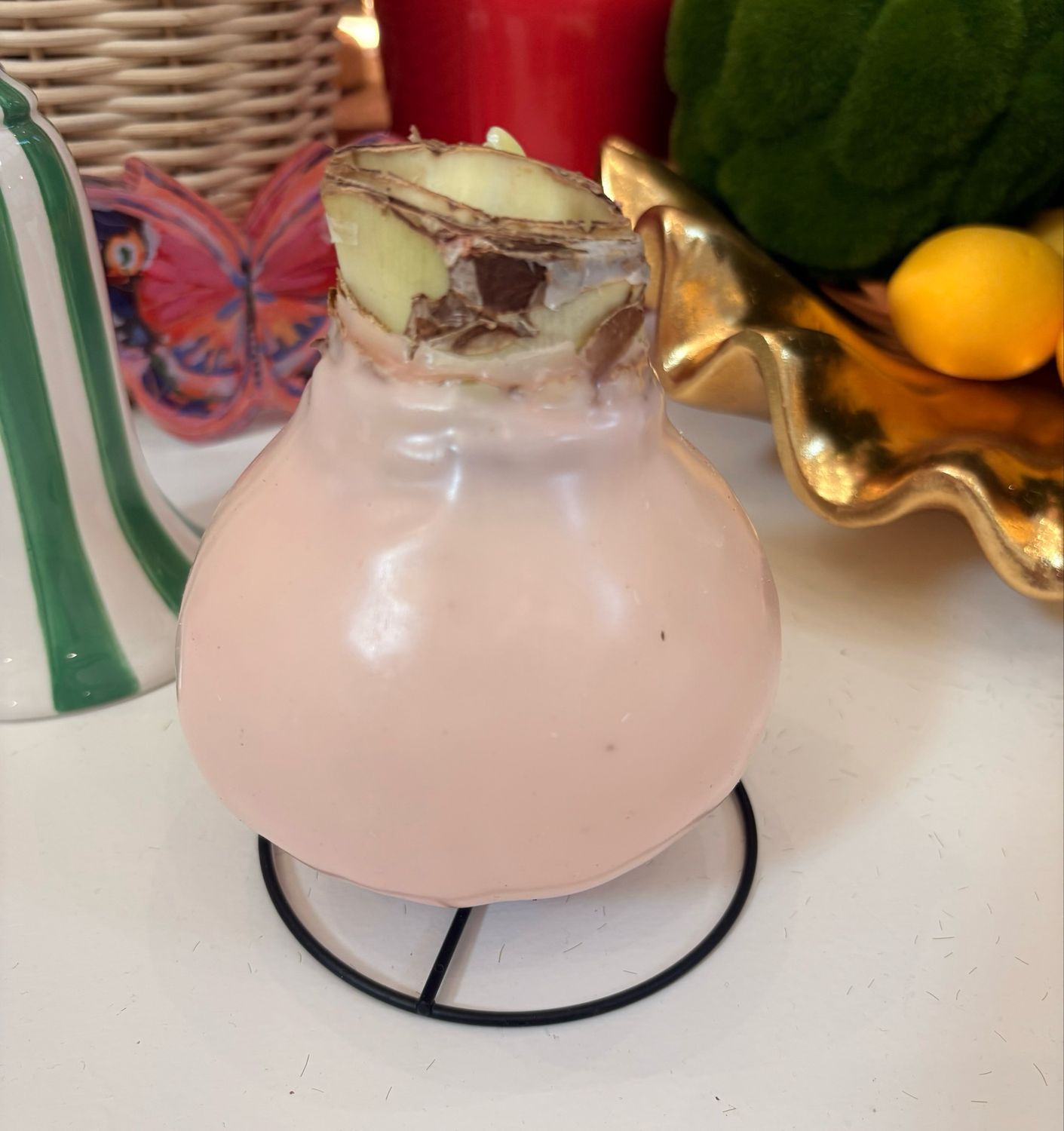 VG Pink Pastel White Flower Amaryllis