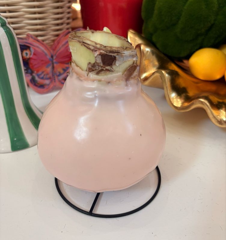 VG Pink Pastel White Flower Amaryllis