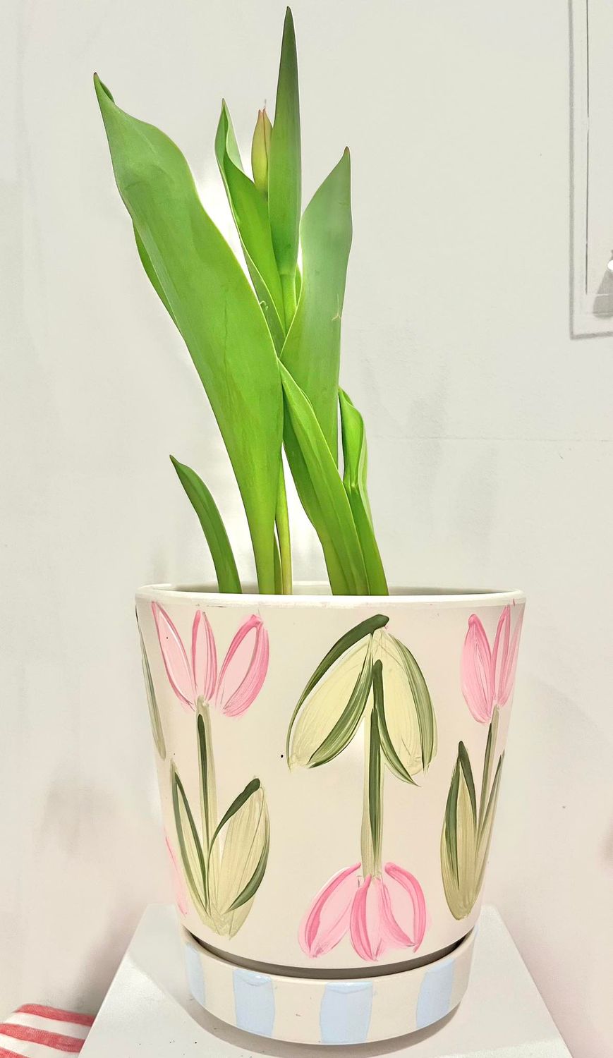 Fresh Tulip + Pot