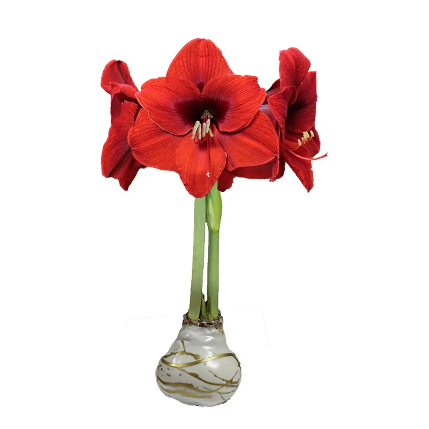 VG Gold Splatter w Red Amaryllis