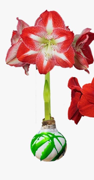 VG Green Splatter w Red/White Amaryllis
