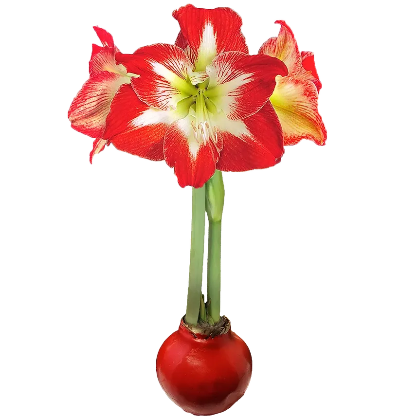 VG Red Base w Red/White Amaryllis