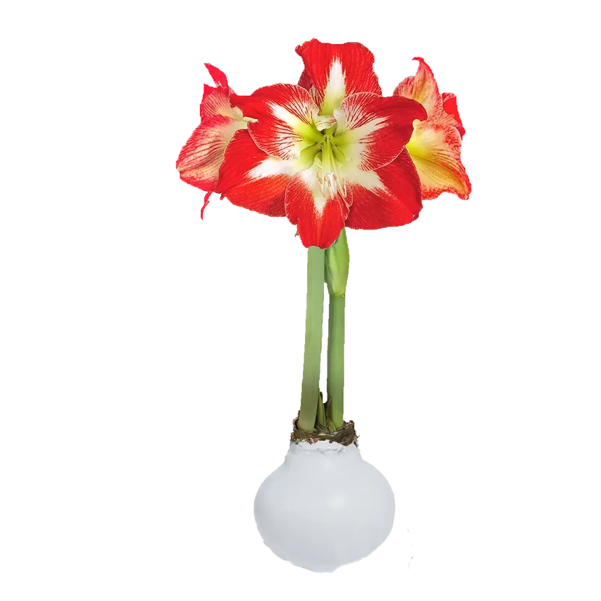 VG White Base w Red/White Amaryllis