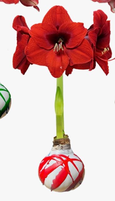 VG Red Splatter w Red Amaryllis