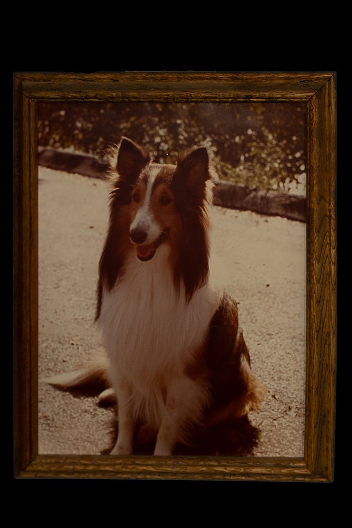 Sweet Vintage Collie