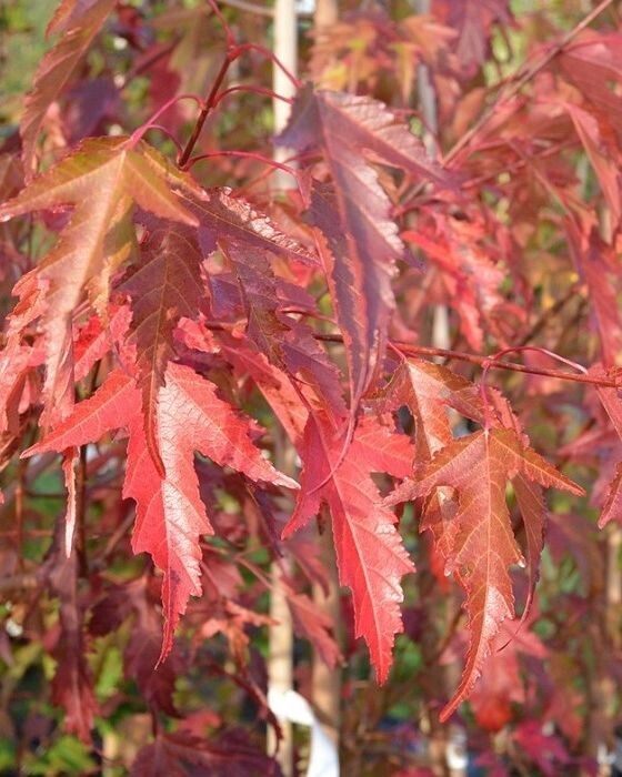 Acer ginnala 'Flame'