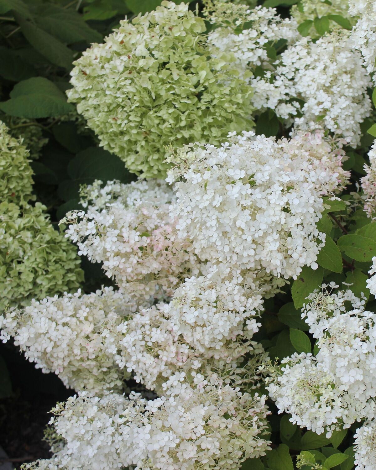 Hydrangea paniculata ‘Bobo’® PW std