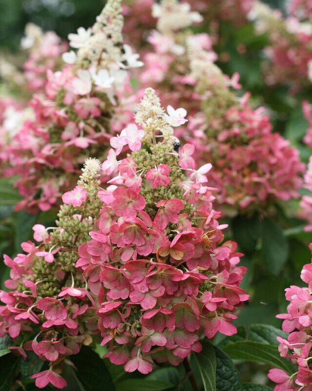 Hydrangea paniculata ‘Pinky Winky’® PW sur tige