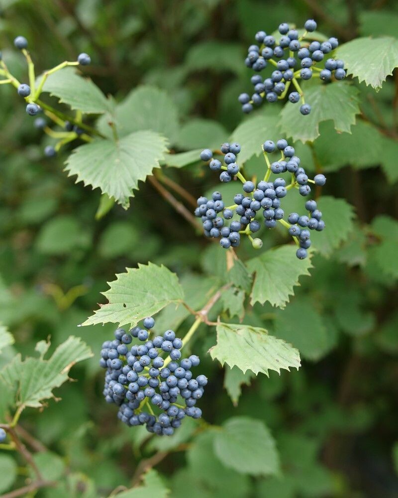 Viburnum dentatum ‘Blue Muffin’®  PW