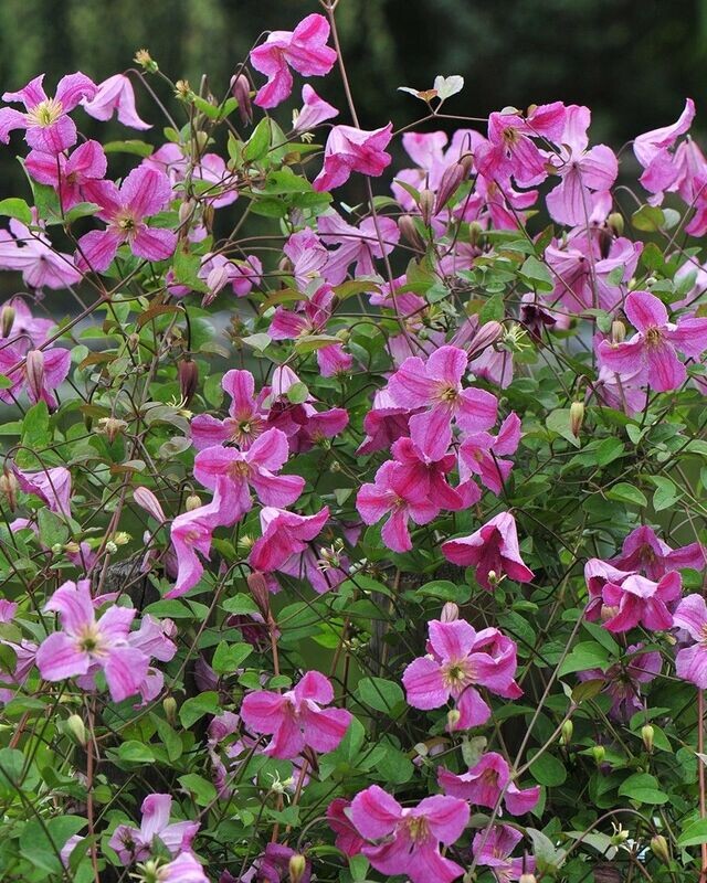 Clematis ‘Pink Mink’® PW