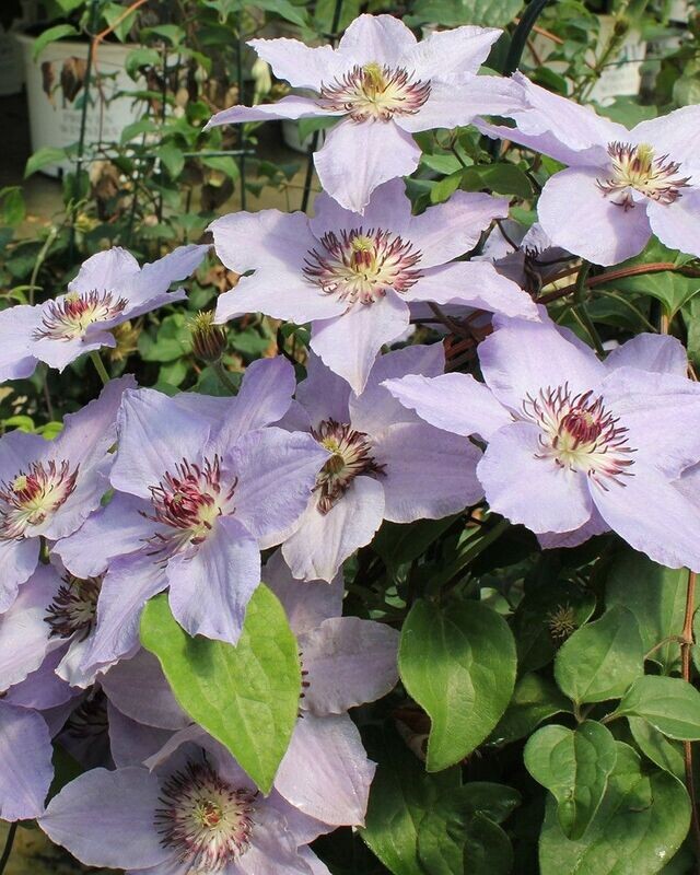 Clematis ‘Still Waters’™ PW