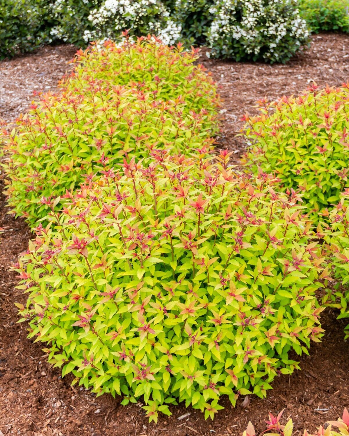 Spiraea japonica ‘Rainbow Fizz’™ BE