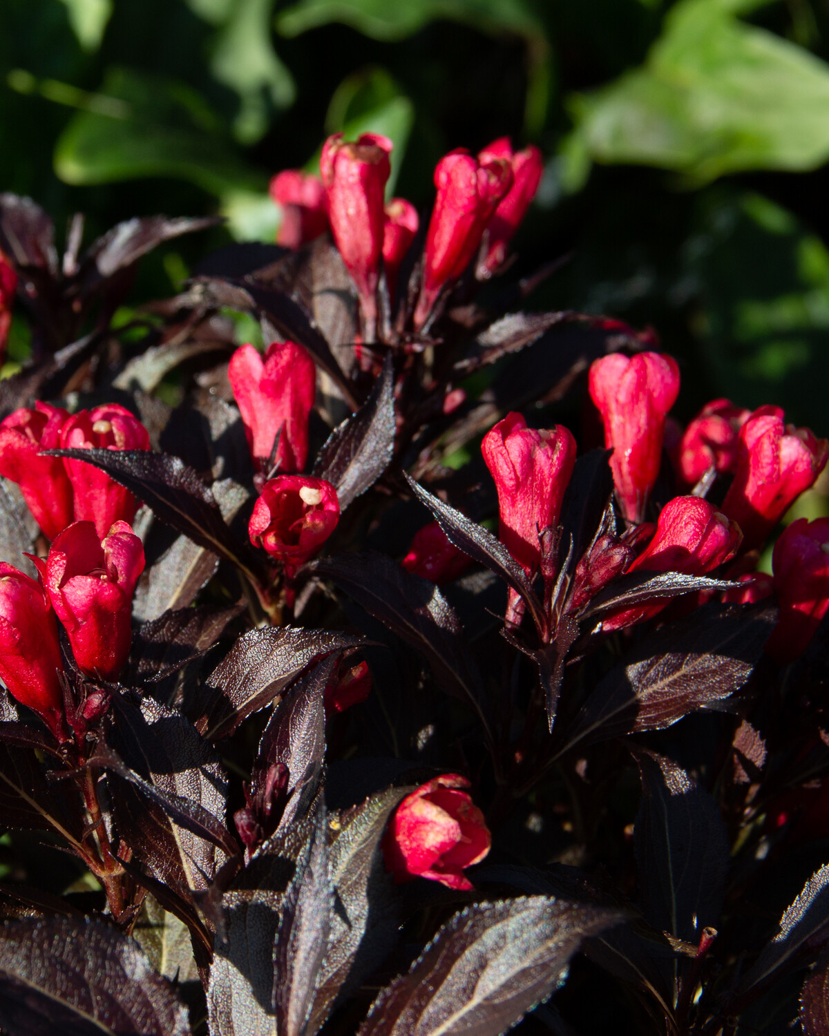 Weigela florida ‘Electric Love’® BE