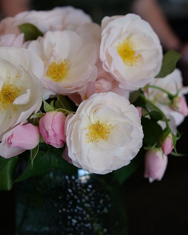 Rosa ‘Flavorette Pear’d’™ PW