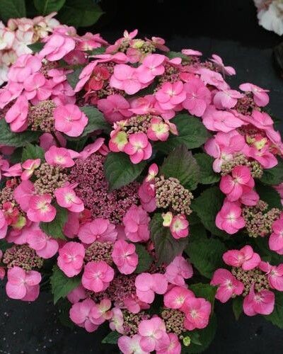 Hydrangea serrata ‘Tuff Stuff’™ PW