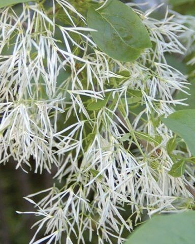 Chionanthus virginicus