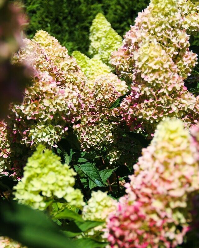 Hydrangea paniculata ‘Drangon Baby’™ BE