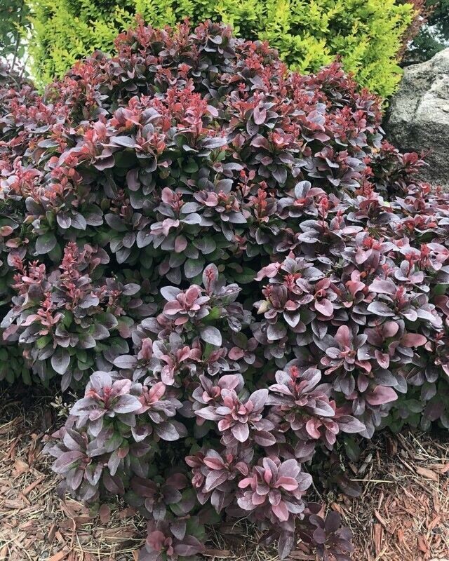 Berberis thunbergii ‘Concord’