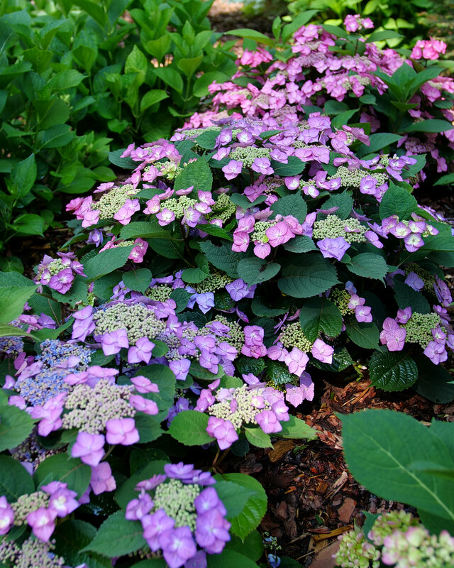 Hydrangea serrata ‘Tuff Stuff Top Fun’™ PW