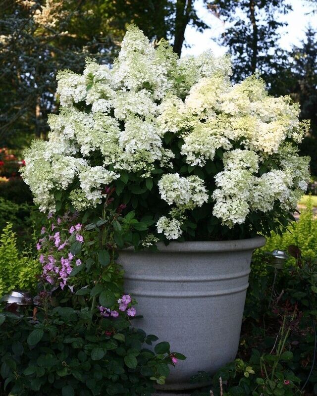 Hydrangea paniculata ‘Bobo’® PW