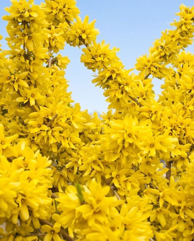 Forsythia ‘Show Off’® PW