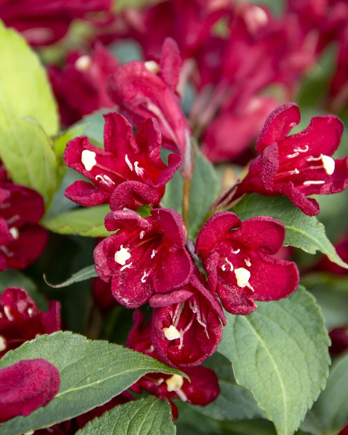Weigela florida ‘Maroon Swoon’® BE