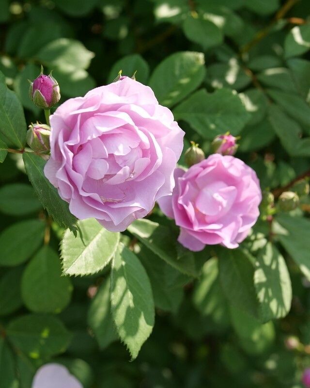 Rosa ‘Rise Up Lilac Days’® PW