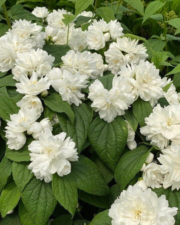 Philadelphus coronarius ‘Illuminati Spice’™ PW