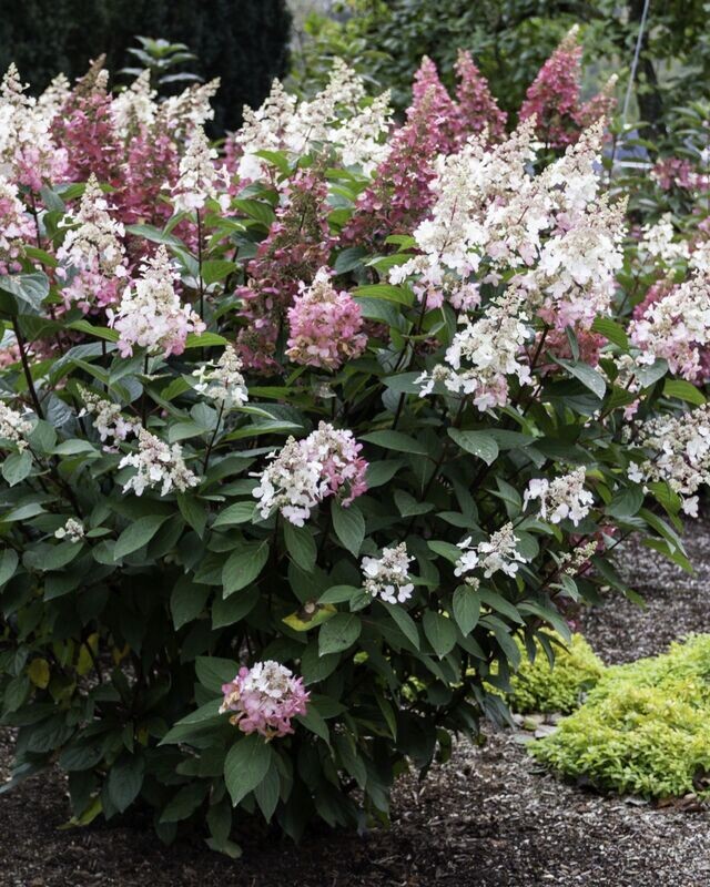 Hydrangea paniculata ‘Candelabra’® BE