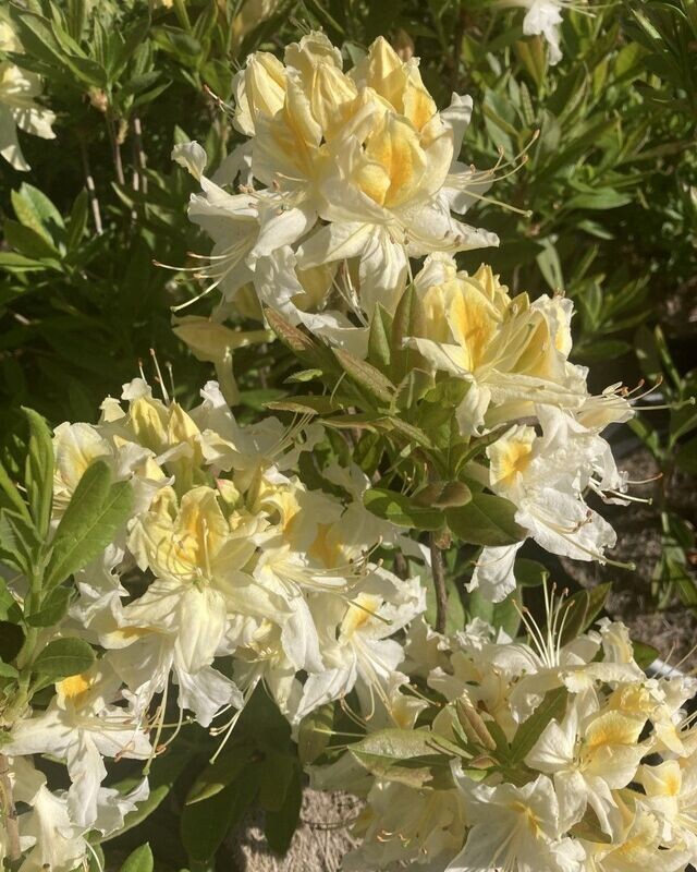 Azalea ‘Northern Hi-Light’