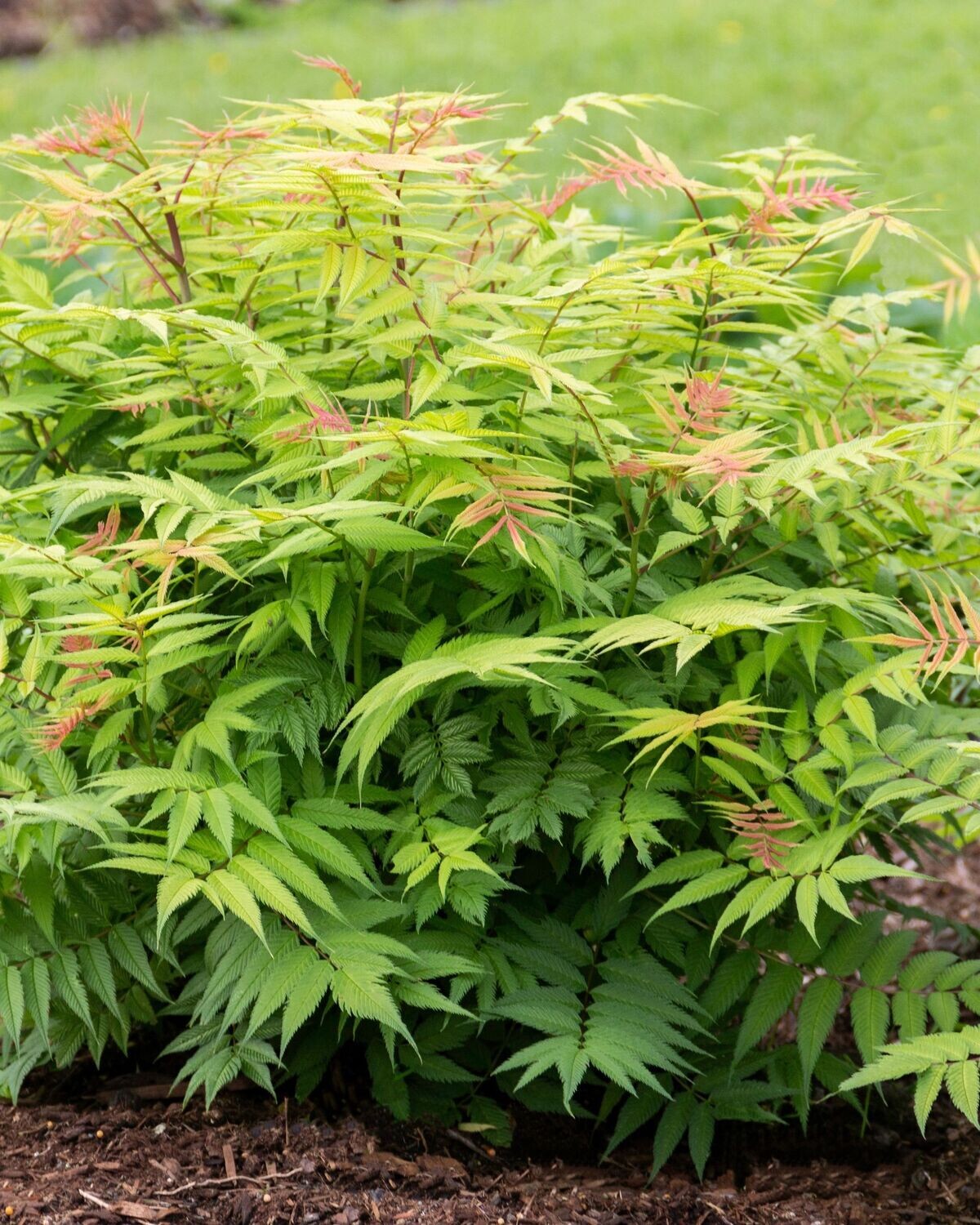 Sorbaria sorbifolia ‘Cherry on Top’™ BE