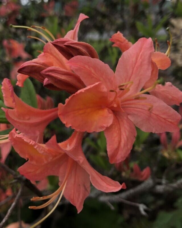 Azalea 'Mandarin Light'