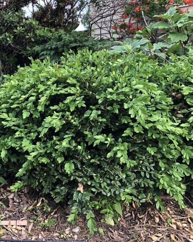 Buxus ‘Green Velvet’