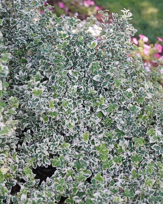 Euonymus fortunei ‘White Album’® PW