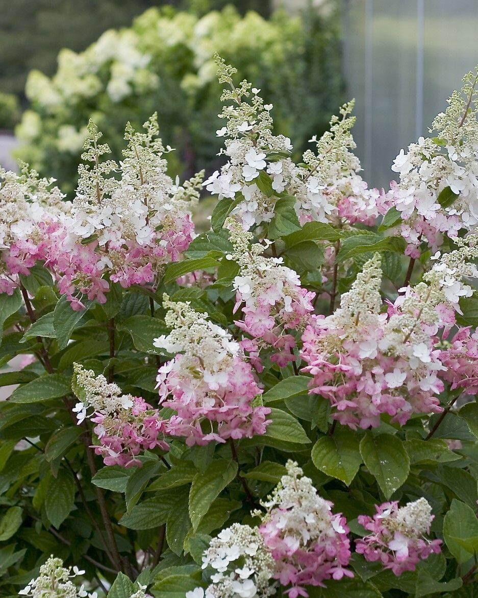 Hydrangea paniculata ‘Pinky Winky’® PW