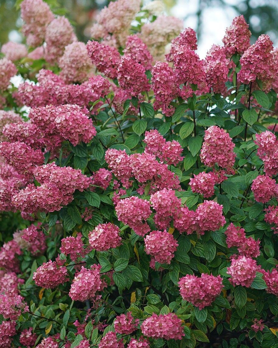 Hydrangea paniculata ‘Fire Light’® PW