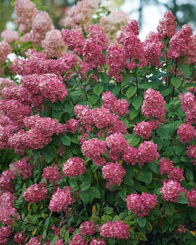 Hydrangea paniculata ‘Fire Light’® PW